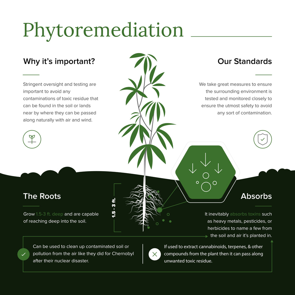 what is hemp phytoremediation and why it can be bad for hemp plants