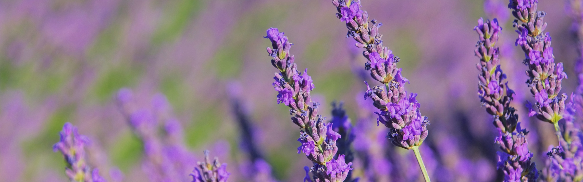 Linalool Terpene - Lavender