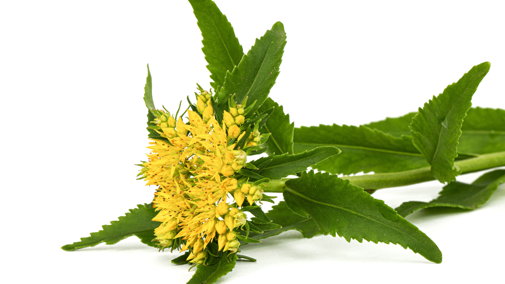 Rhodiola Rosea Extract for Anxiety and Stress