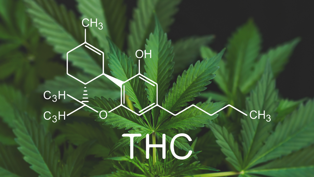 Chemical Structure of Tetrahydrocannabinol (THC)