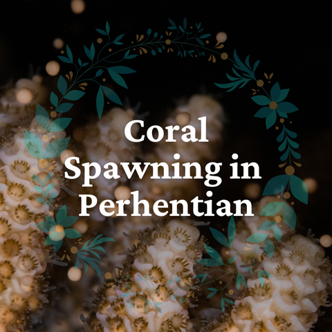 Coral Spawning Event in Perhentian