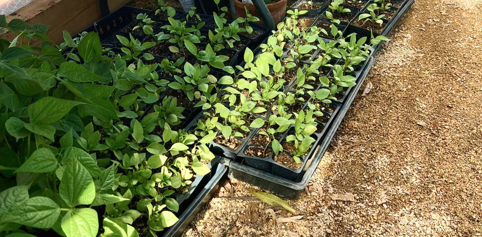 Discover the 4 Benefits of Growing Beans with Your Leafy Greens Nova