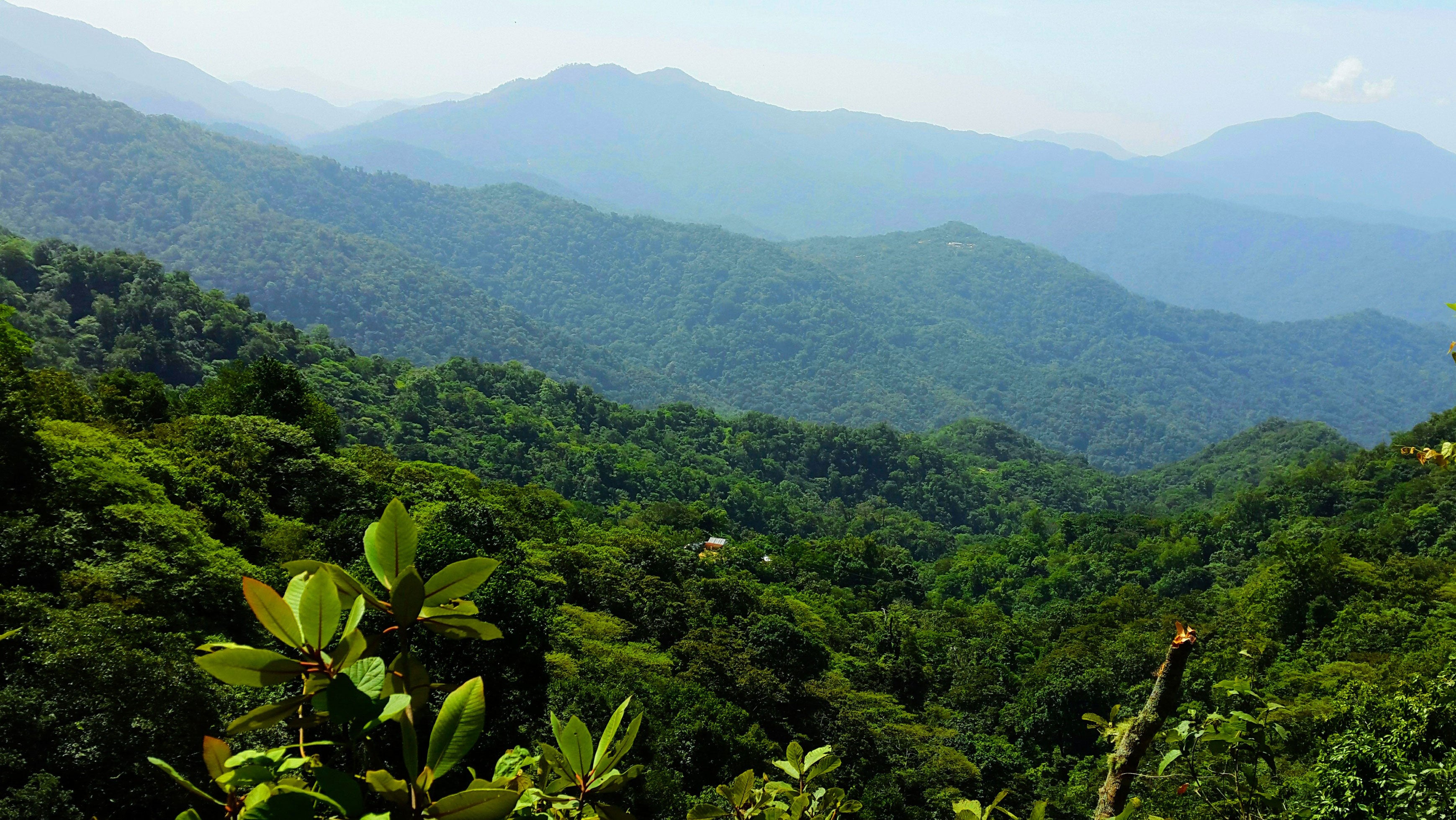 Chelín Gesha Banner Image