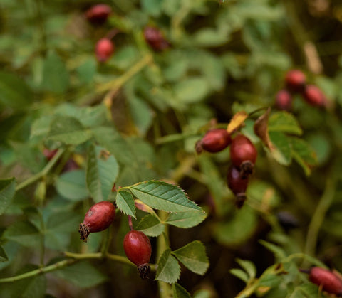 fruto de la rosa mosqueta