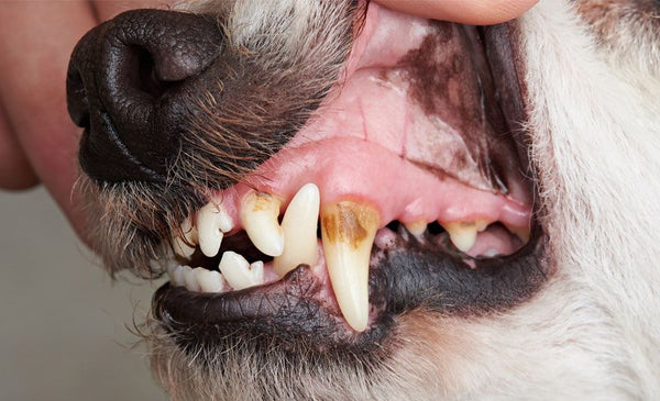 Dog Teeth Tartar
