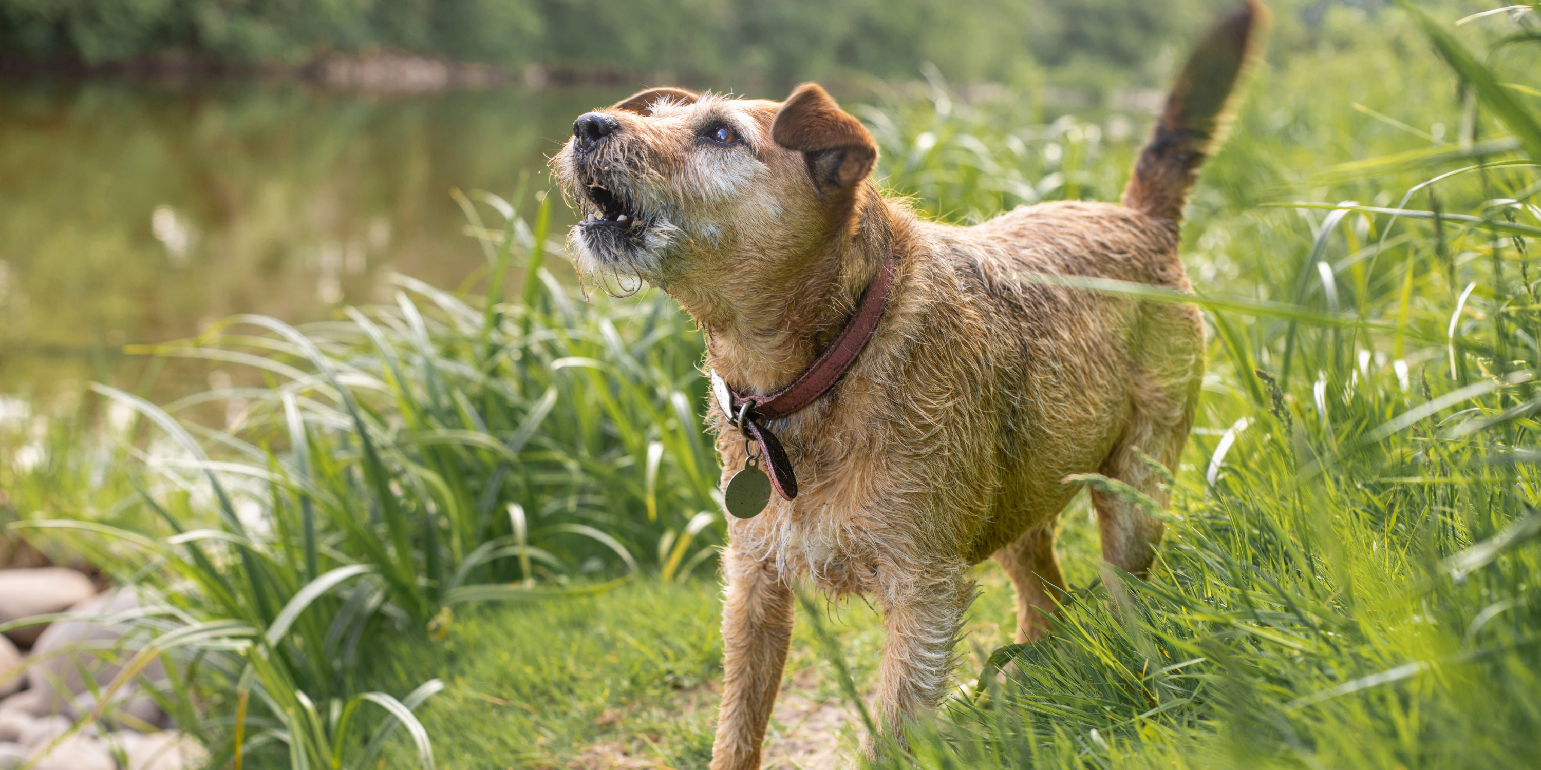 how to train a dog to bark at intruders