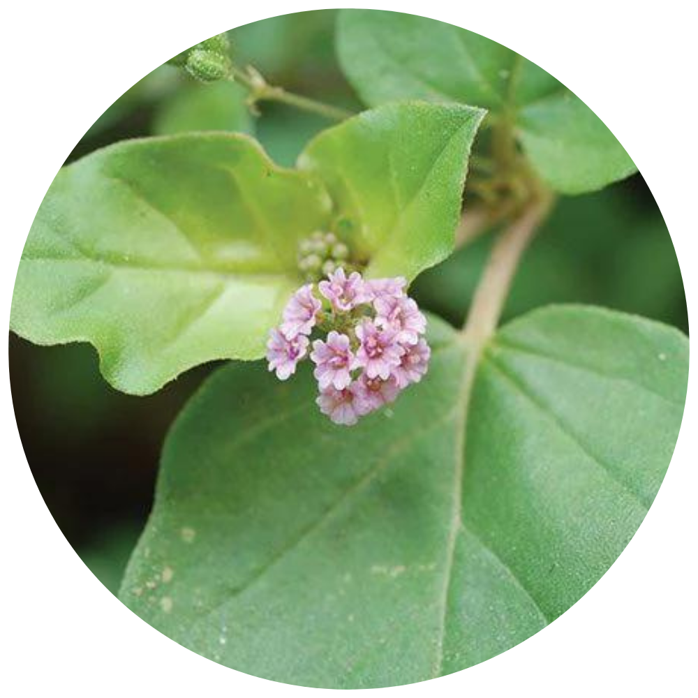 liver_detox_ingredient03
