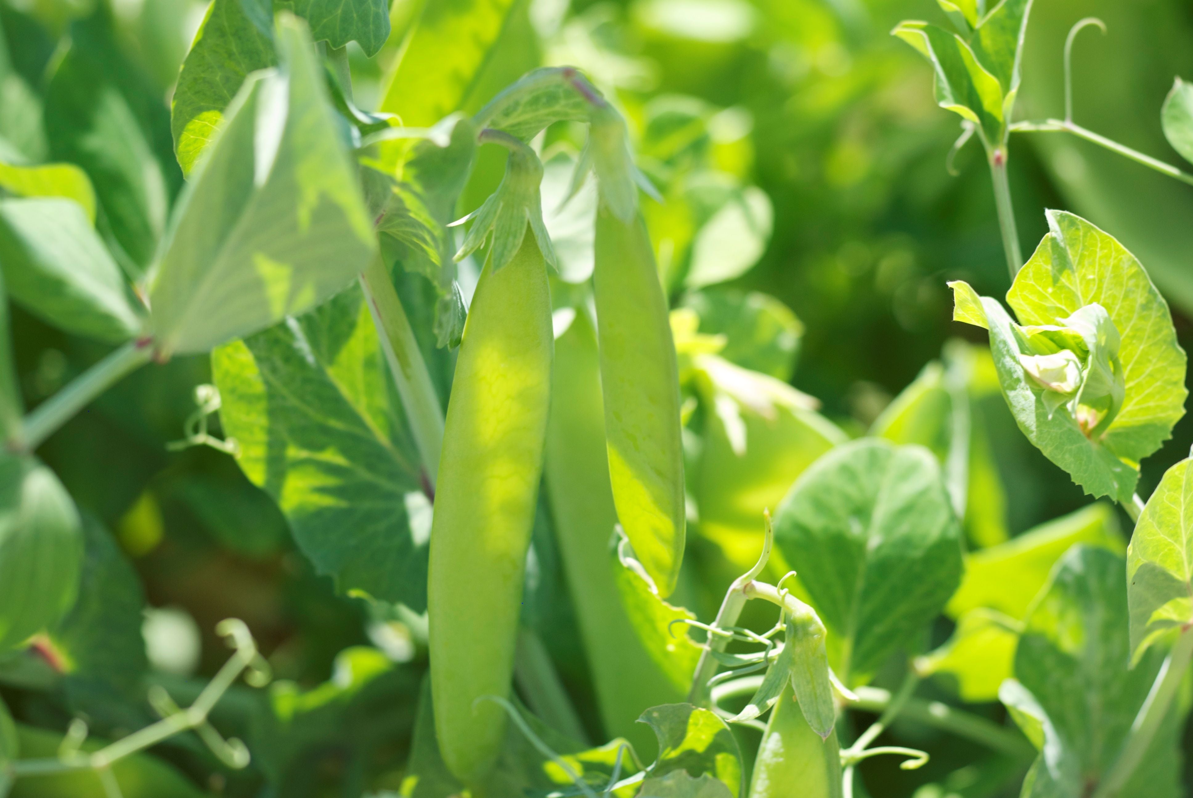 Culture de pois