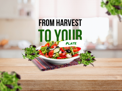 from harvesting vegetables to your plate