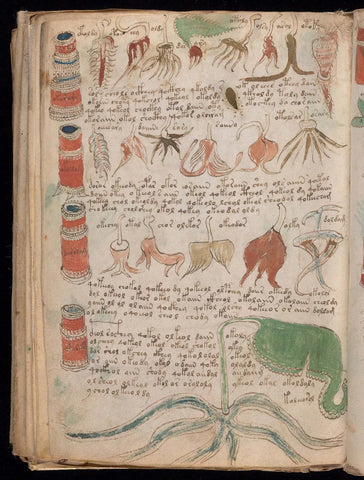Voynich Manuscript Illustrations