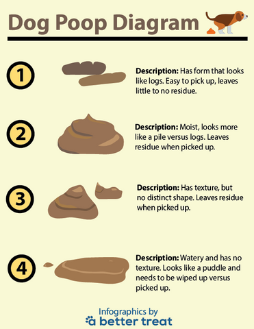 Dog Stool Infographic