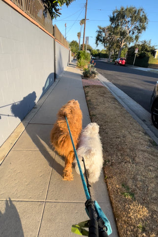 Emi and Her Tiny Brother Ender Bao on Walks