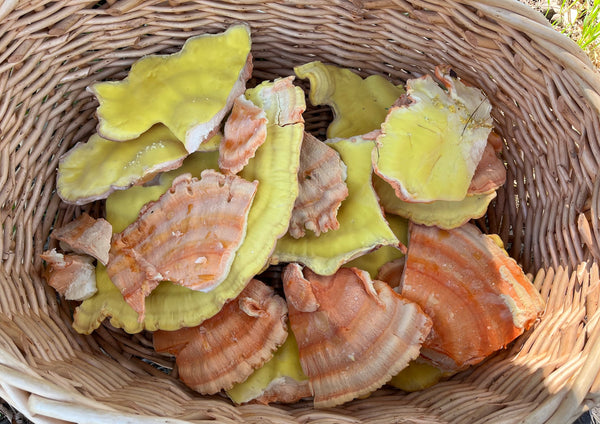 Harvested chicken of the woods mushroom in a basket