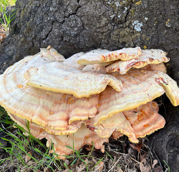 Chicken of the woods mushroom growing on an oak tree