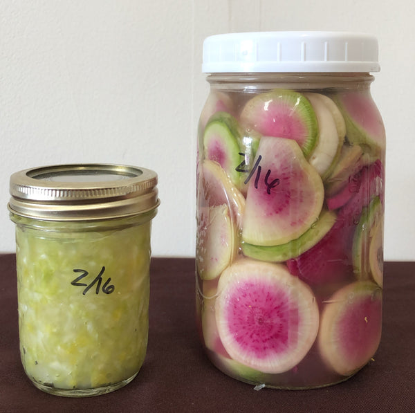 Fermenting Sauerkraut and Pickled Watermelon Radish