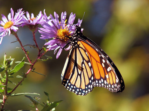 monarch butterfly on purple flowers