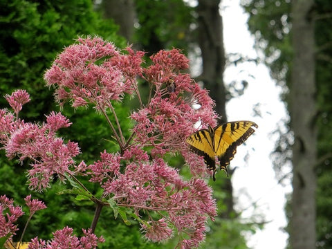 Joe Pye Weed