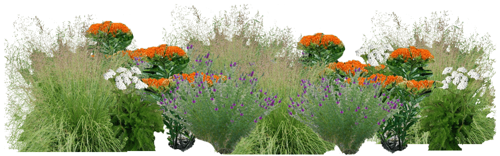 Orange and purple native plant garden