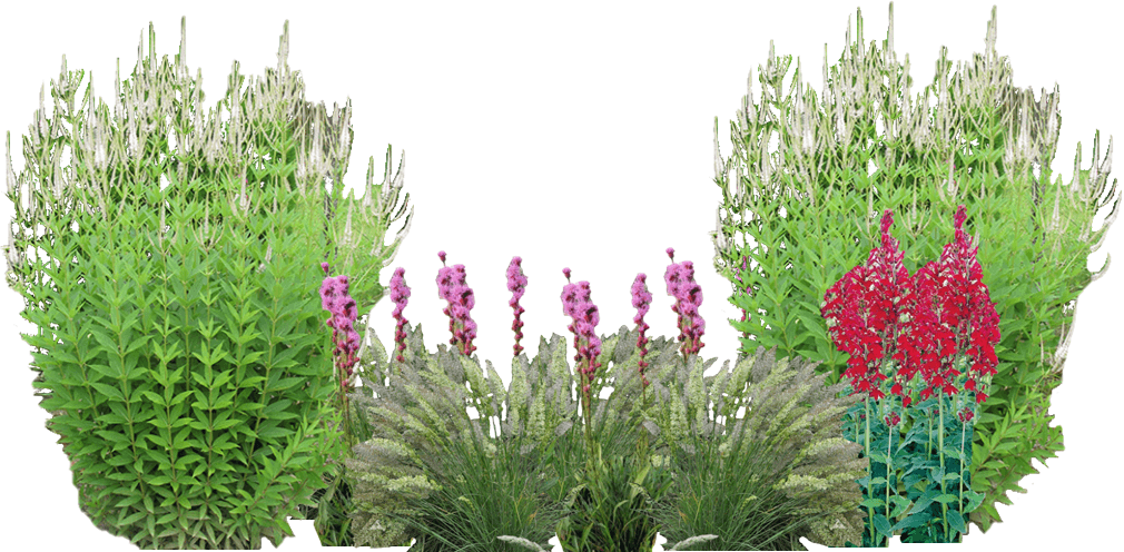 Red and pink native plant garden