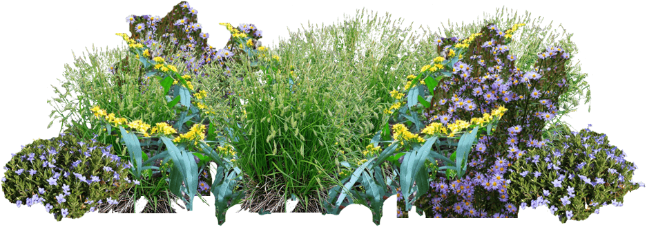 Purple and yellow native plant garden