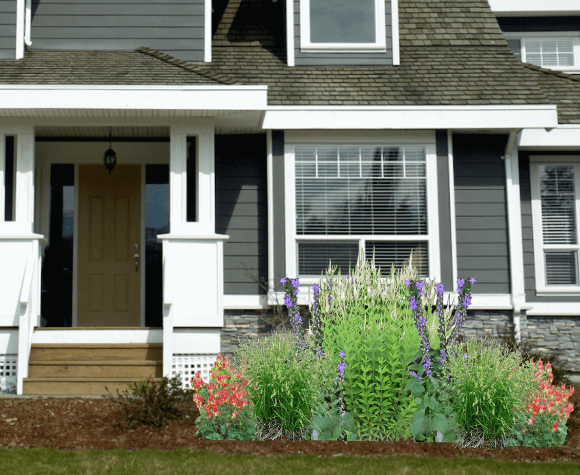 A garden of red and blue native flowers and grasses in front of a gray house