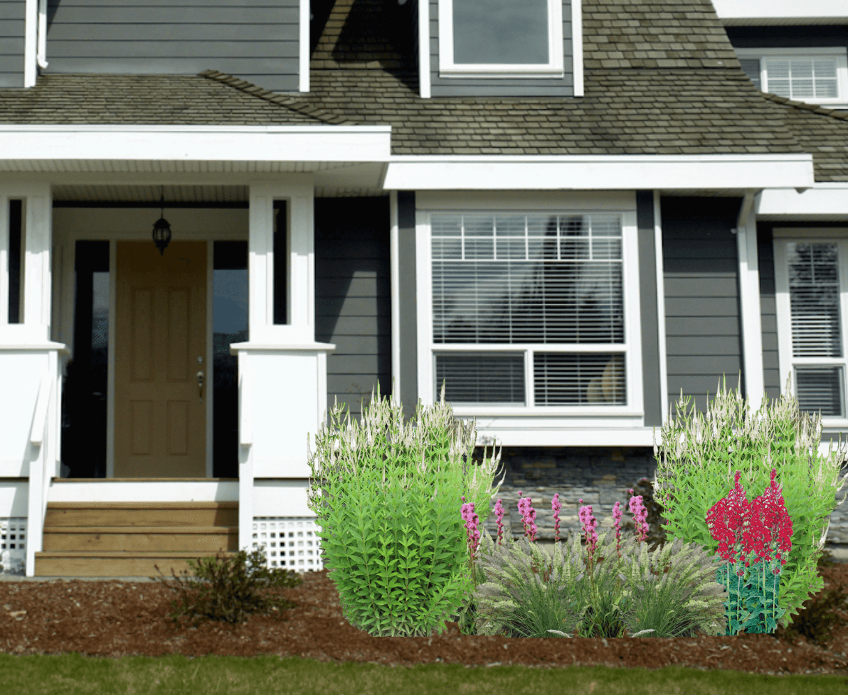 Red and pink native plant garden in front of a gray house