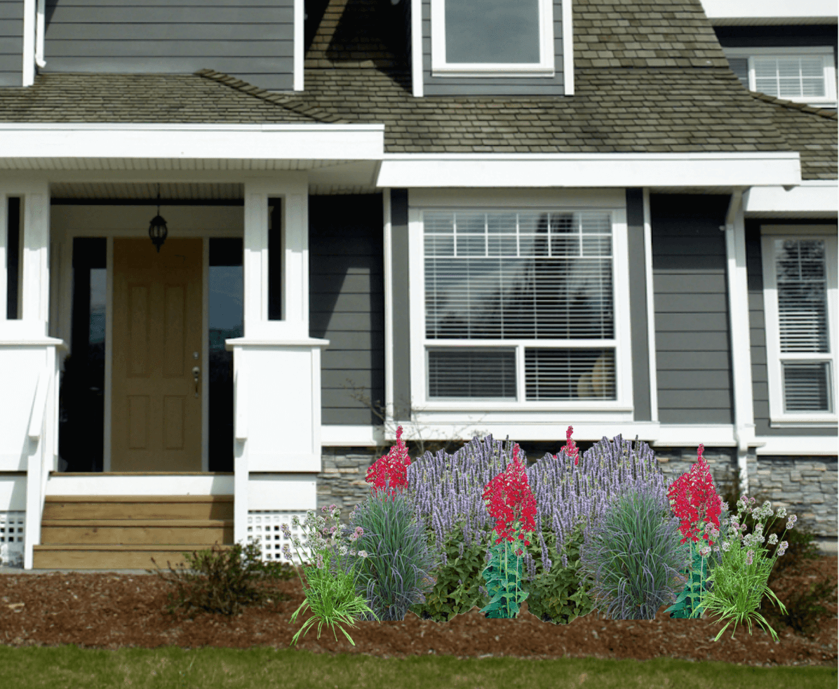 Red and lavender native plant garden in front of gray house