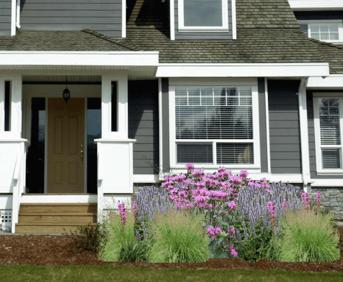 Pink and lavender native plant garden in front of gray house