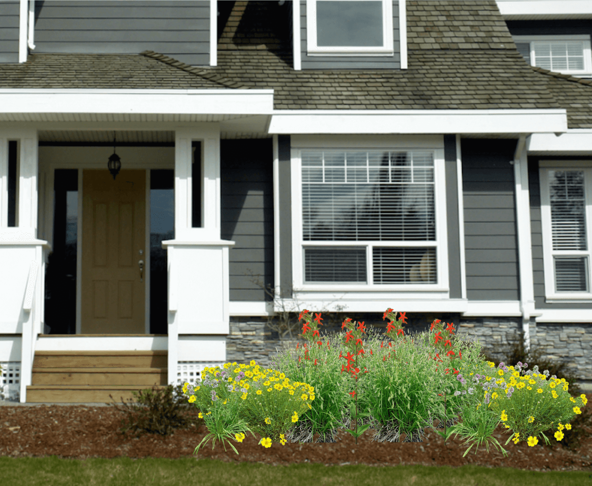 Red and yellow native plant garden in front of gray house