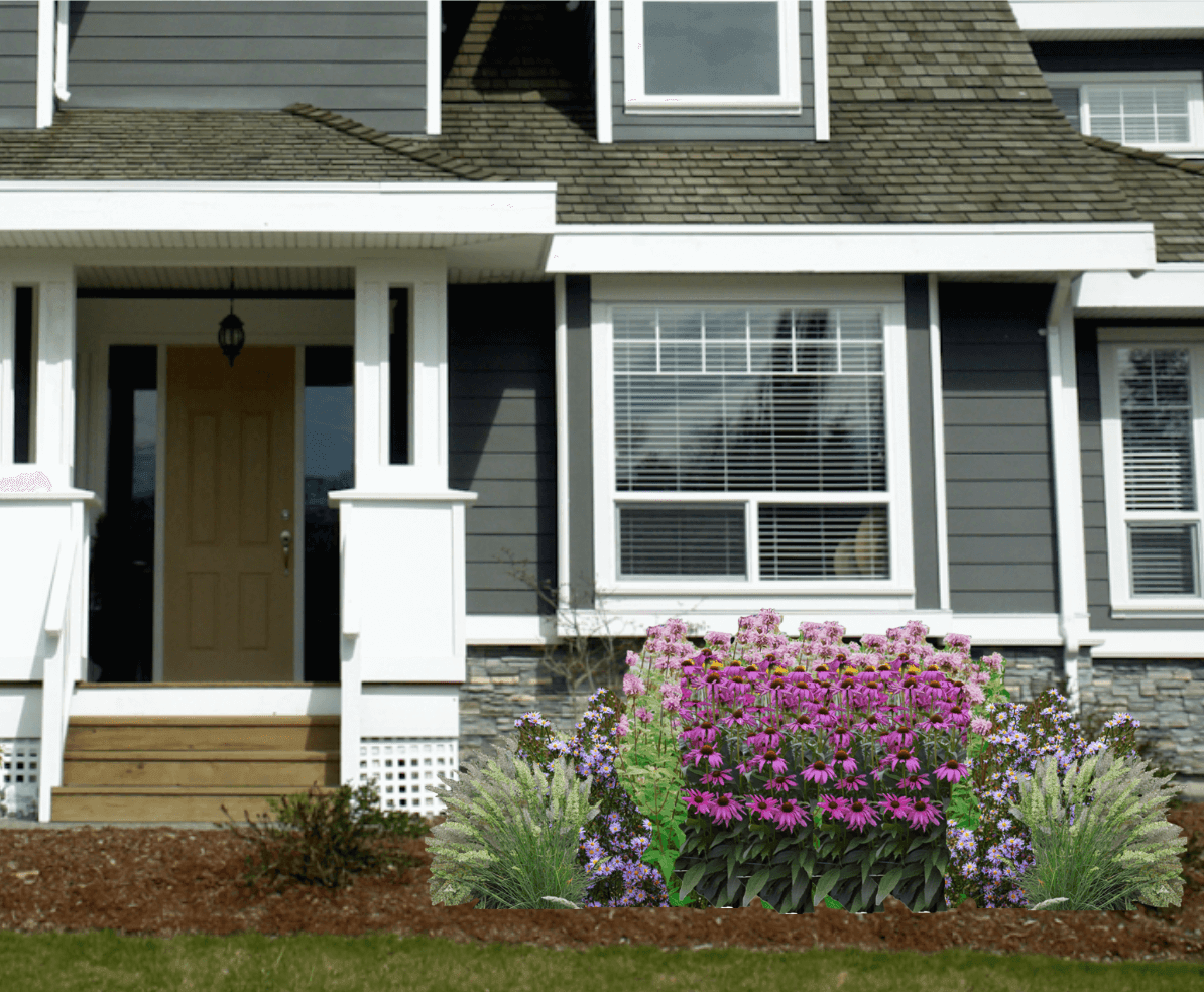 Purple and pink native plant garden in front of gray house