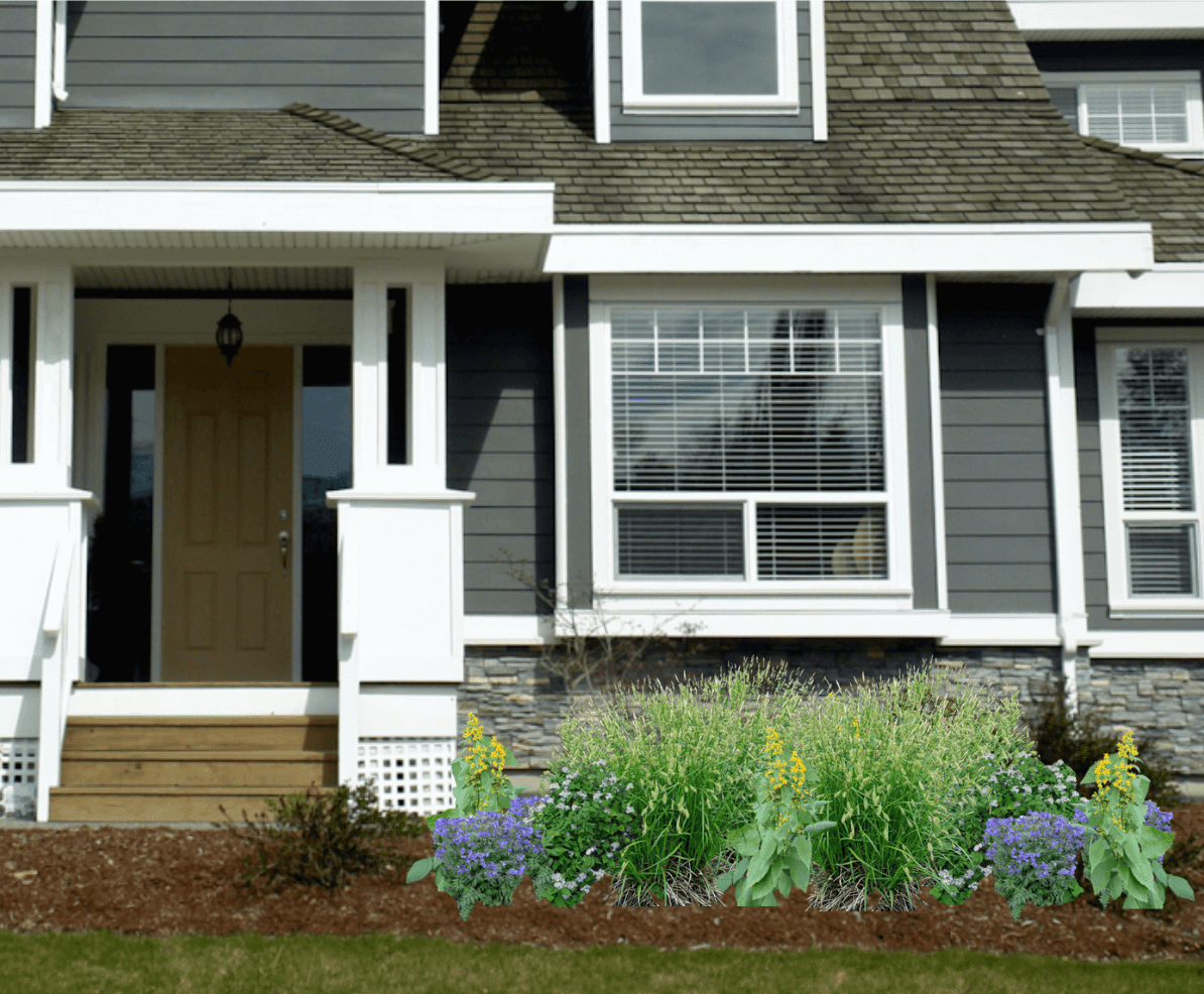 Yellow and blue native plant garden in front of a gray house