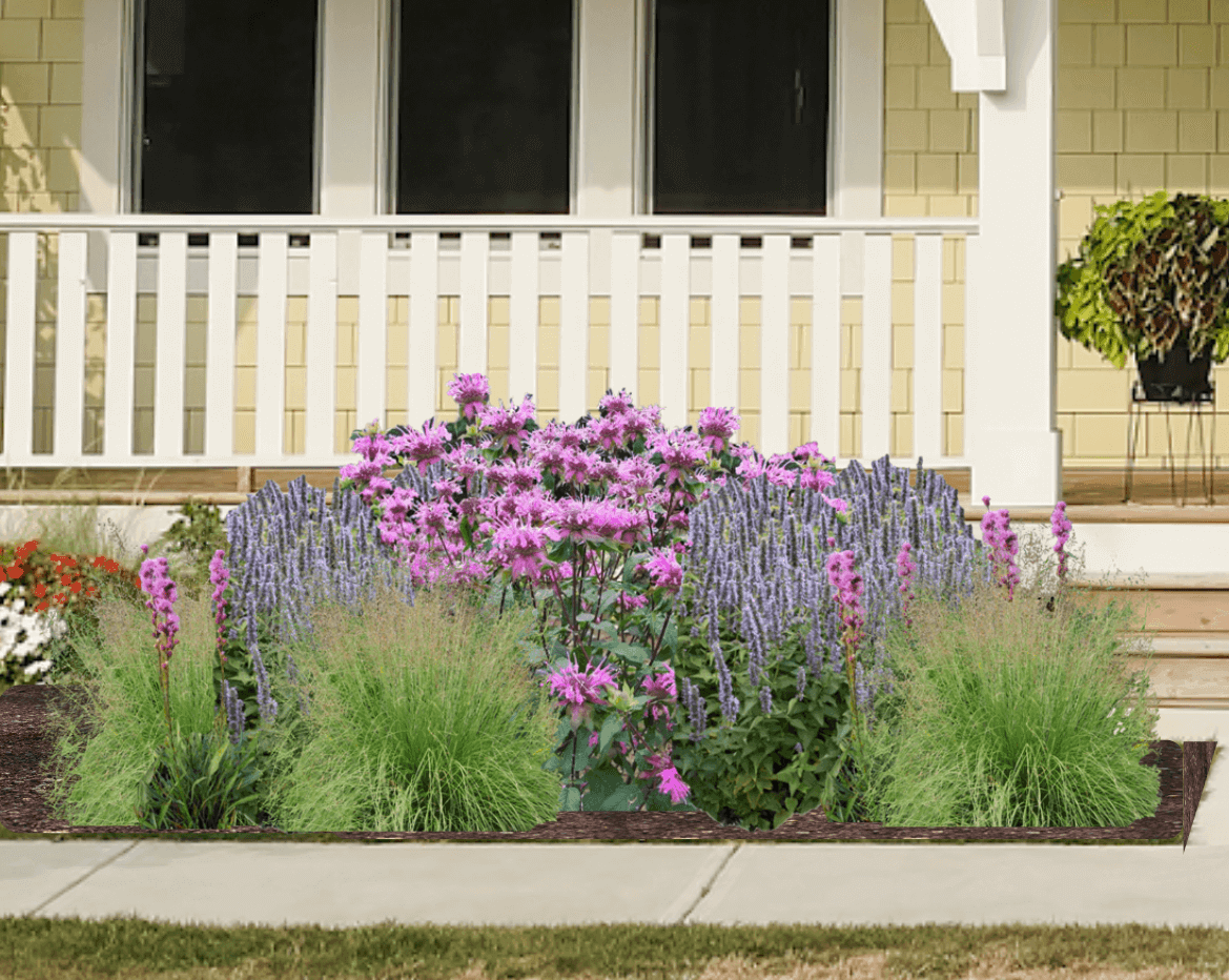 Pink and lavender native plant garden