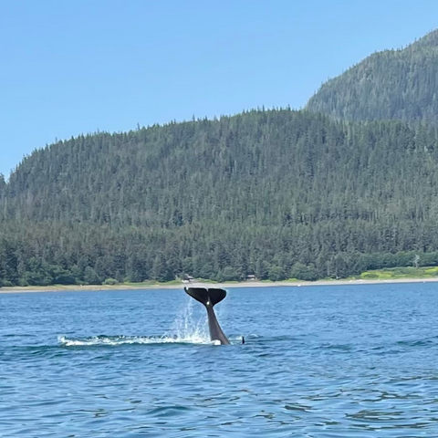 a whale in Alaska