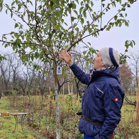 Explanation of the orchard