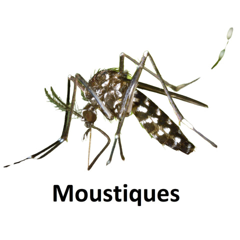 STOP aux piqûres de moustiques