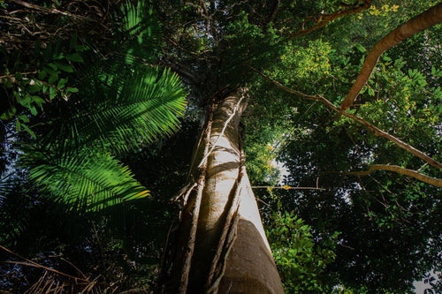 Copaiba Baum bei Regelbeschwerden