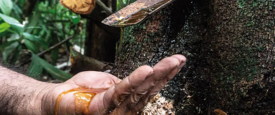 Copaiba Öl tropft als Harf vom Baum.