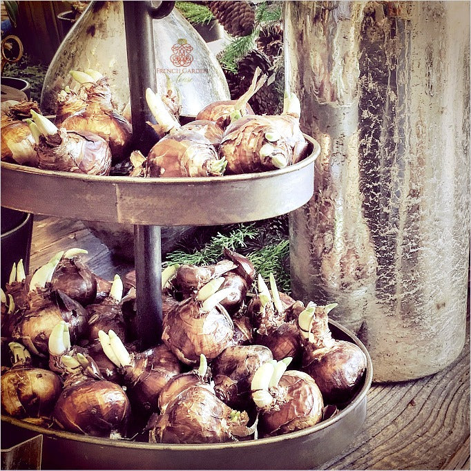 paperwhitebulbs