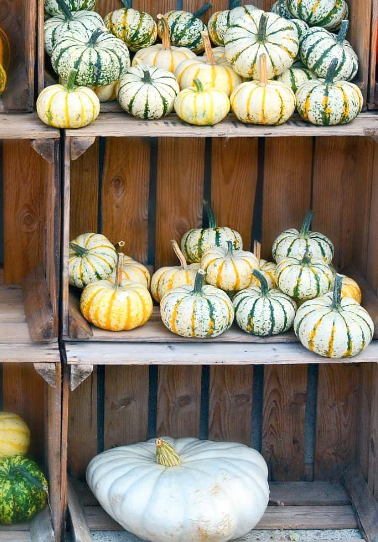 how to preserve your pumpkin