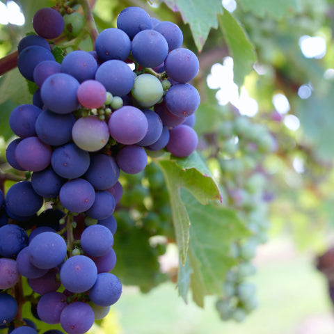 Weintrauben in der Natur