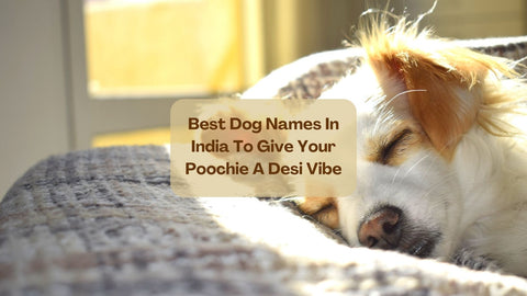 dog names in India- cover