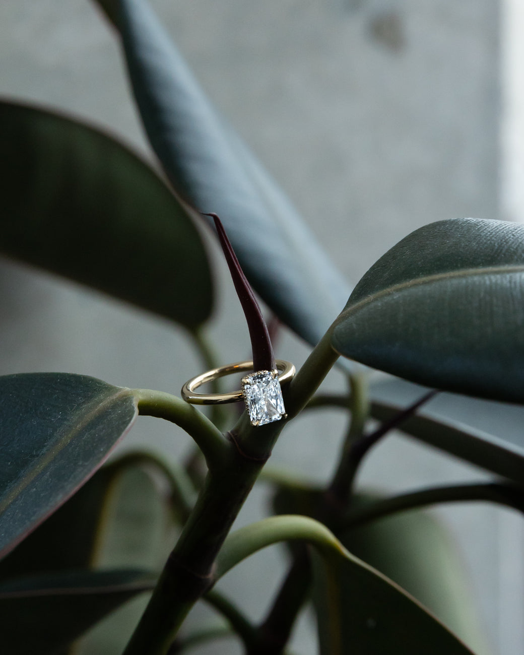 A ring presented on the branch of a plant