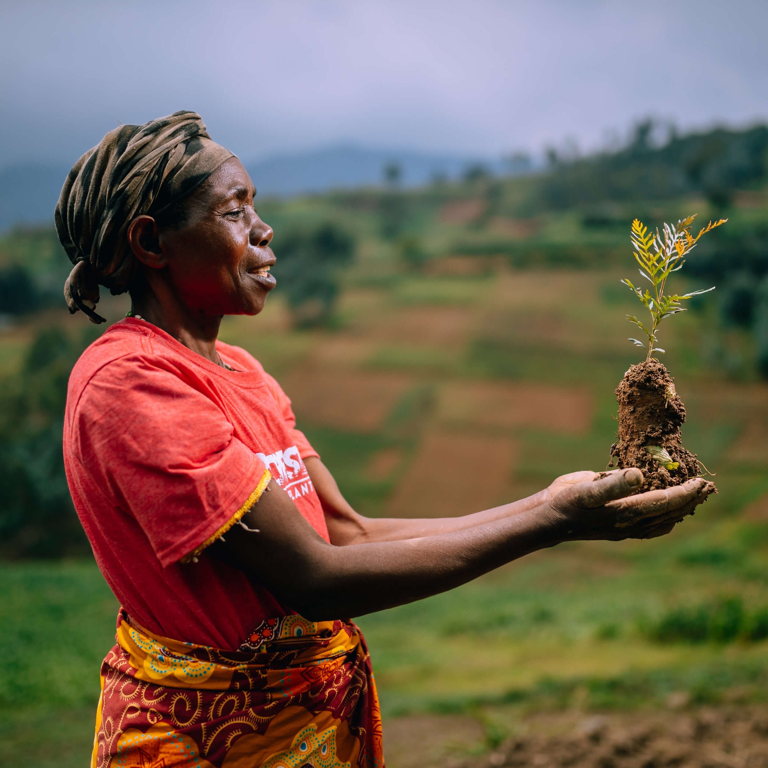 One Tree Planted