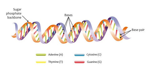 DNA Double Helix Strands, Courtesy Wikimedia Commons