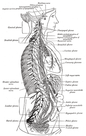 The right sympathetic chain and its connections with the thoracic, abdominal, and pelvic plexuses, Gray's Anatomy