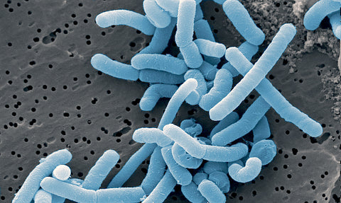 Lactobacillus paracasei Under Microscope