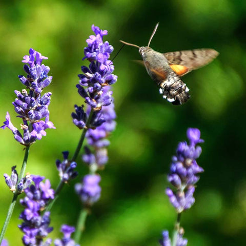 Lavender Hawk Moth on Lavender Flowers, courtesy Wikimedia Commons