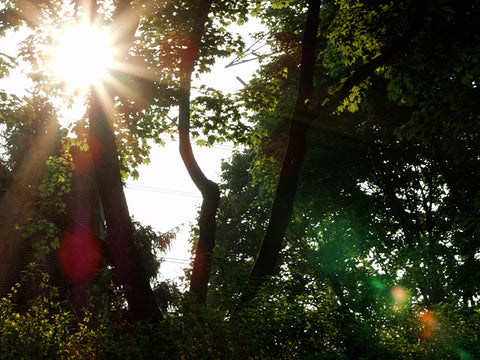 Sun Rising in Woods, Pleasantville, New York, 1999, photo by Jane Sherry