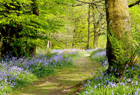 Path Through the Woods, Courtesy Wikimedia