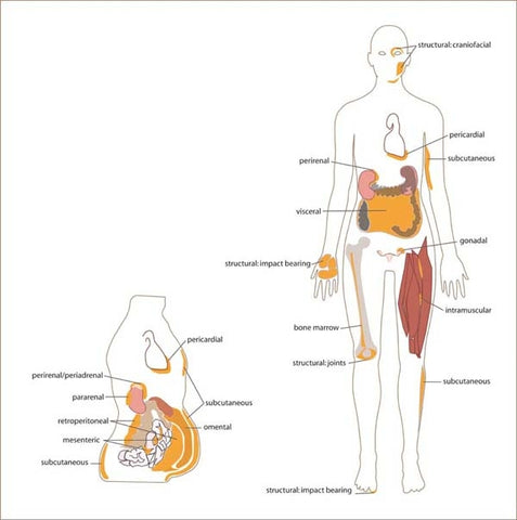 Distribution of White Adipose Tissue in the Human Body, Courtesy Wikimedia